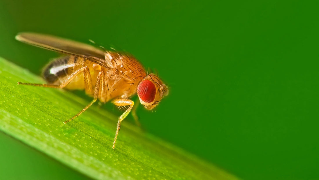 La Drosophila Suzuki: un piccolo insetto, ma grandi danni potenziali nel vigneto