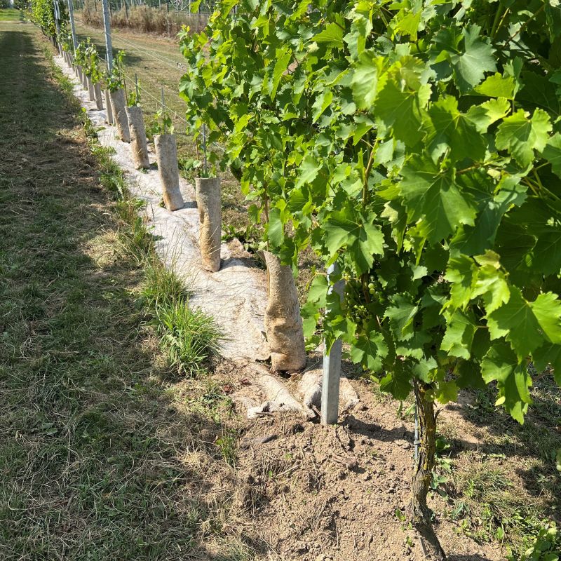 Protezione per tronco in canapa per viti