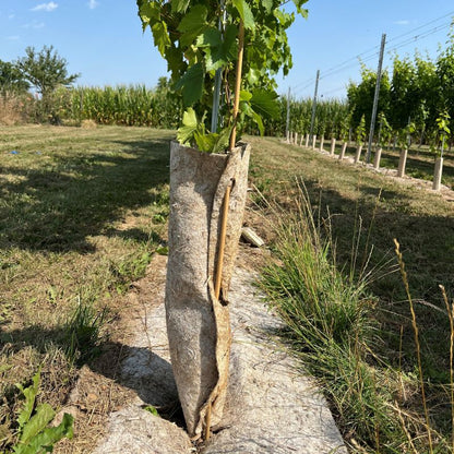 Bastoni in bambù 90 cm - 10 pezzi