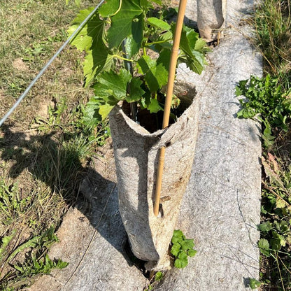 Protezione per tronco in canapa per viti
