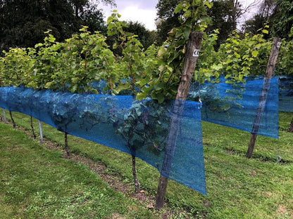 Rete per vigneto blu