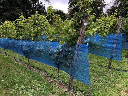 Rete per vigneto blu