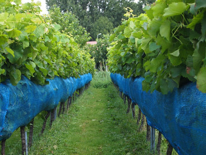 Rete per vigneto blu