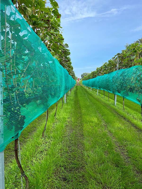 Rete di protezione contro vespe e grandine, verde