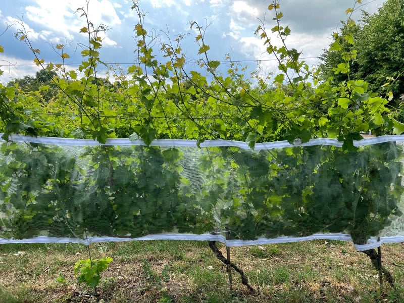 Rete di protezione contro vespe e grandine con chiusura in velcro, trasparente