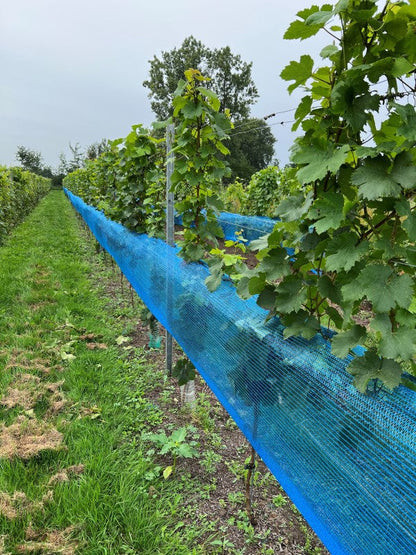 Rete per vigneto blu