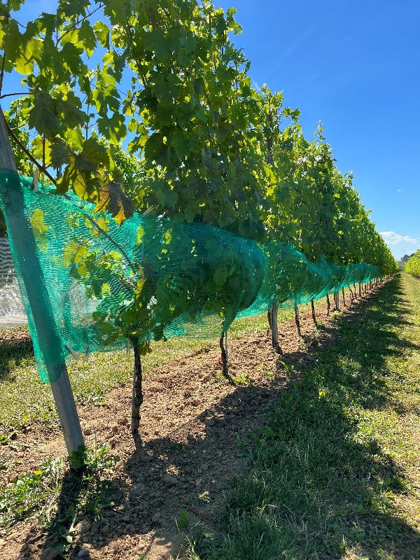 Rete di protezione contro vespe e grandine, verde
